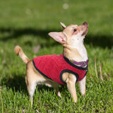 French Bulldog Chihuahua  Coat